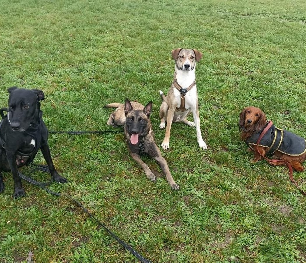 Le Bon Compagnon - Dog Walker & Educateur Canin 2